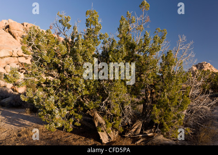 Californien ancienne, Juniper Juniperus californica ; dans le parc national Joshua Tree, California, USA Banque D'Images