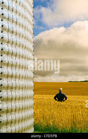Silo à grain gros plan homme blé mûr de champ Banque D'Images