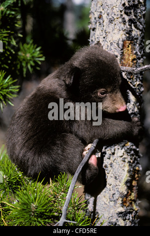 Ours noir (Ursus americanus) cub, tenter de monter un pin tordu pour échapper à un danger, l'ouest de l'Alberta, Canada Banque D'Images
