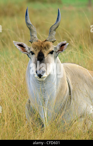 Eland (Tragelaphus oryx) Bull, réserve de Masai Mara, Kenya, Afrique de l'Est Banque D'Images