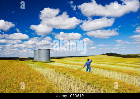 Un homme donne sur le canola mis en andains de maturation avec des cellules à grains sur le dessus de la colline, le Tiger Hills, près de Bruxelles, au Manitoba Banque D'Images