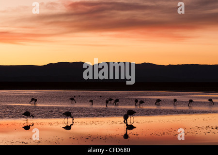 Flamant du Chili (Phoenicopterus chilensis), Laguna Chaxa, Salar de Atacama, Désert d'Atacama, Chili, Amérique du Sud Banque D'Images