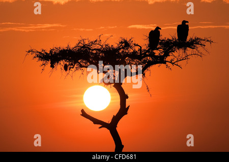 Coprin micacé (Torgos micaceus), plaines du Serengeti, Kenya, Afrique de l'Est Banque D'Images