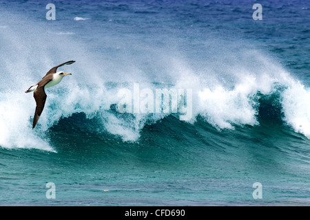 Albatros de Laysan (Diomedea immutabilis), l'atoll de Midway, Oregon, United States of America Banque D'Images