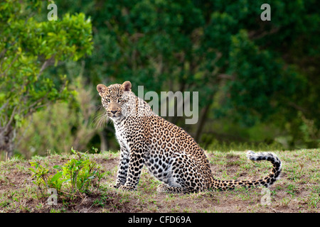 Femelle adulte leopard (Panthera pardus), la réserve de Masai Mara, Kenya, Afrique de l'Est Banque D'Images