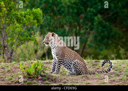 Femelle adulte leopard (Panthera pardus), la réserve de Masai Mara, Kenya, Afrique de l'Est Banque D'Images