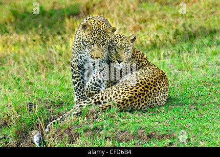 Mère leopard (Panthera pardus) et yealing cub, réserve de Masai Mara, Kenya, Afrique de l'Est Banque D'Images