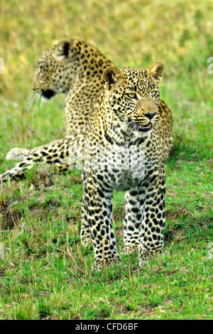 Mère leopard (Panthera pardus) et yealing cub, réserve de Masai Mara, Kenya, Afrique de l'Est Banque D'Images