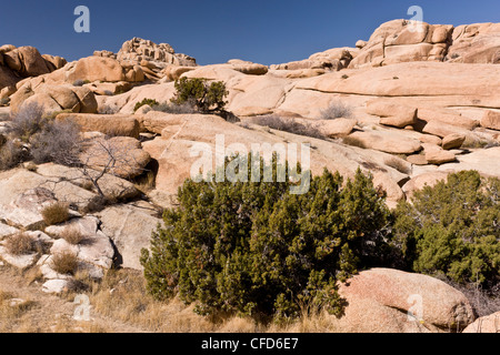 Paysage désertique de granit, avec Juniper californien, dans le parc national Joshua Tree, California, USA Banque D'Images