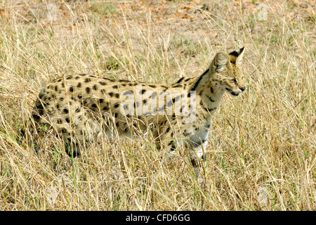 Serval (Felis serval chasse), la réserve de Masai Mara, Kenya, Afrique de l'Est Banque D'Images