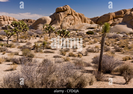 Paysage désertique sur granit, avec Joshua trees, Yucca brevifolia, Joshua Tree National Park, California, USA Banque D'Images