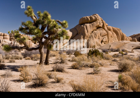 Paysage désertique sur granit, avec Joshua trees, Yucca brevifolia, Joshua Tree National Park, California, USA Banque D'Images