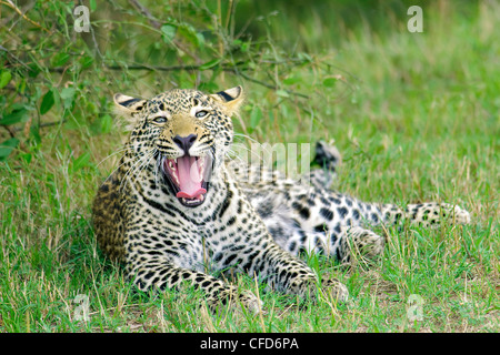 Yearling léopard (Panthera pardus) cub bâillements, réserve de Masai Mara, Kenya, Afrique de l'Est Banque D'Images