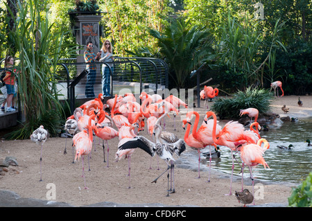 Zoo de San Diego, Balboa Park, San Diego, Californie, États-Unis d'Amérique, Banque D'Images