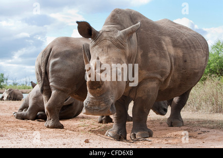 Le rhinocéros blanc (Ceratotherium simum), le Parc National de Hlane Royal, Swaziland, Afrique Banque D'Images