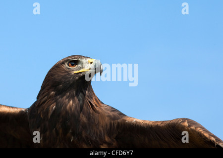 Golden Eagle en captivité (Aquila chrysaetos), close up, Royaume-Uni, Europe Banque D'Images