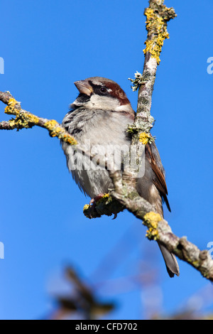 Moineau domestique (Passer domesticus), Royaume-Uni, Europe Banque D'Images