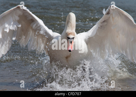 Cygne tuberculé (Cygnus couleur), au décollage, Abbotsbury Swannery, Dorset, Angleterre, Royaume-Uni, Europe Banque D'Images