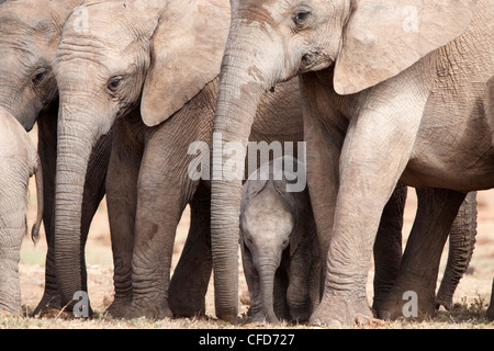 Élevage d'elephant (Loxodonta africana), l'Addo Elephant National Park, Eastern Cape, Afrique du Sud, l'Afrique Banque D'Images