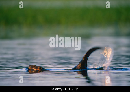 Castor (Castor canadensis), donne le signal d'alarme en frappant la queue, Meeyamoot Lake, Saskatchewan, Canada Banque D'Images