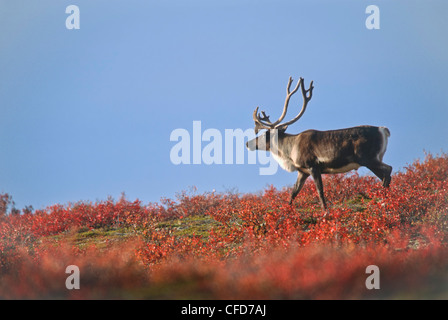 Le caribou de la toundra Rangifer tarandus bull Banque D'Images