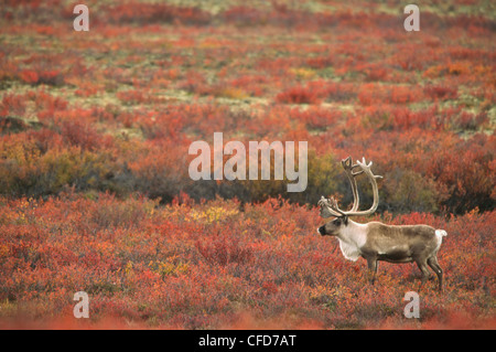 Le caribou de la toundra Rangifer tarandus bull Banque D'Images