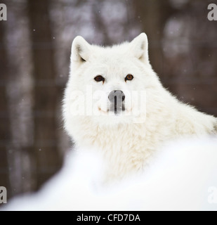 Gros plan du loup arctique dans la neige. Banque D'Images