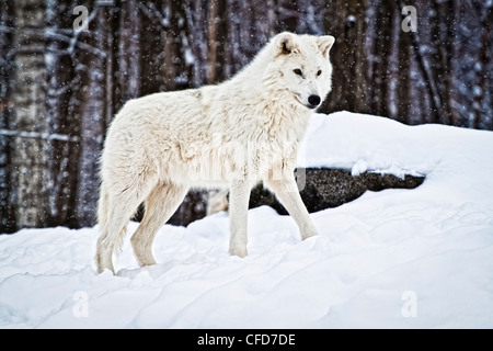 Loup arctique debout dans la neige Banque D'Images