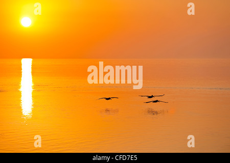 Trois pélicans bruns au lever du soleil, Florida Keys, Floride, États-Unis d'Amérique. Banque D'Images