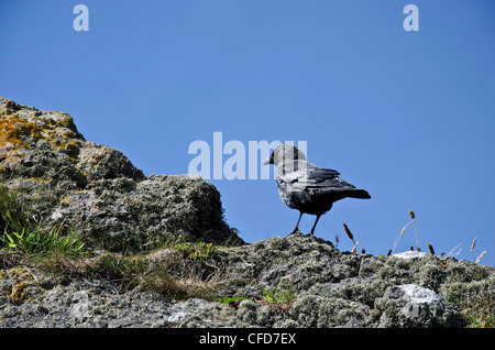 Choucas sur un rocher à Portpatrick dans le sud-ouest de l'Écosse. Banque D'Images