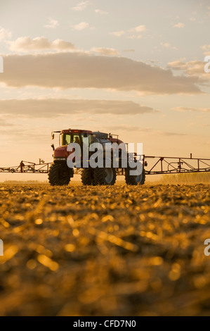 Un pulvérisateur enjambeur applique l'engrais liquide sur un champ nouvellement ensemencées, près de Dugald (Manitoba), Canada Banque D'Images