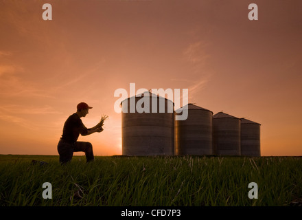 Contrôles de la croissance initiale des agriculteurs de culture du blé d'hiver Banque D'Images