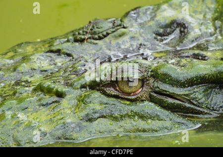(L'eau salée les estuaires) crocodile (Crocodylus porosus), Sarawak, Bornéo, Malaisie, Asie du Sud, Asie Banque D'Images