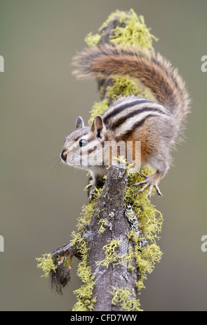 Yellow-Pine (Tamias amoenus Neotamias) sur une branche, Cache Creek, Colombie-Britannique, Canada Banque D'Images