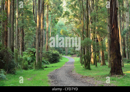 Forêt de sorbier, Dandenong Ranges National Park, Dandenong Ranges, Victoria, Australie, Pacifique Banque D'Images