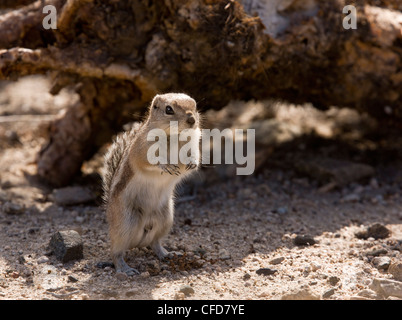 Le cerf, l'écureuil antilope Ammospermophilus leucurus. Désert de Mojave, Californie, USA Banque D'Images