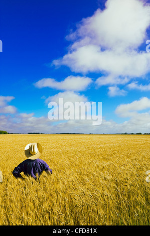 L'homme à maturité le blé de printemps près de Dugald (Manitoba), Canada Banque D'Images