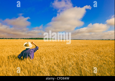 Un homme donne sur le blé de printemps de maturation près de Dugald (Manitoba), Canada Banque D'Images