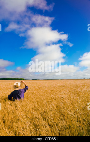 Un homme donne sur le blé de printemps de maturation près de Dugald (Manitoba), Canada Banque D'Images