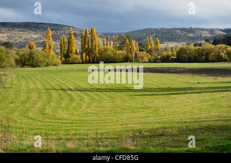 Les terres agricoles, Bushy Park, Tasmanie, Australie, Pacifique Banque D'Images