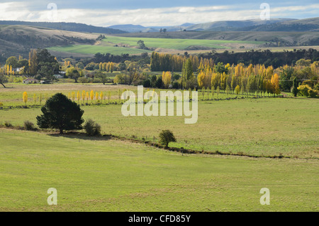 Les terres agricoles, Bushy Park, Tasmanie, Australie, Pacifique Banque D'Images