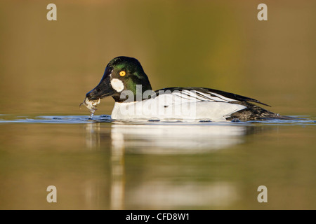 Le Garrot à œil d'or (Bucephala clangula) nager sur un étang près de Victoria, BC, Canada. Banque D'Images