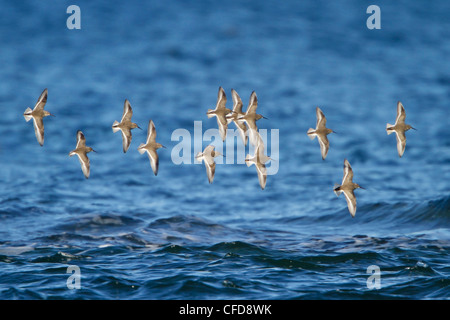 Le Bécasseau variable (Calidris alpina) volant à Victoria, BC, Canada. Banque D'Images