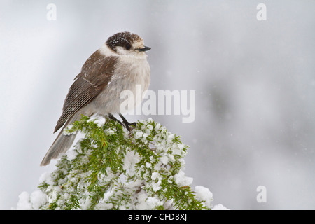 Mésangeai du Canada (Perisoreus canadensis) perché sur une branche près de Mount Washington, en Colombie-Britannique, Canada. Banque D'Images