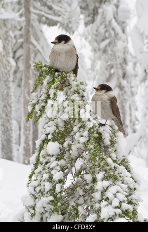 Mésangeai du Canada (Perisoreus canadensis) perché sur une branche près de Mount Washington, en Colombie-Britannique, Canada. Banque D'Images