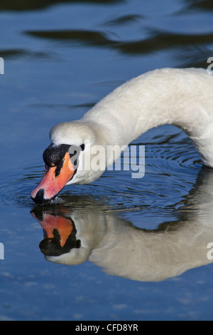Mute Swan (Cygnus olor) natation dans un étang, près de Victoria, BC, Canada. Banque D'Images