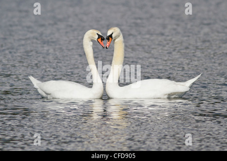 Mute Swan (Cygnus olor) natation dans un étang, près de Victoria, BC, Canada. Banque D'Images