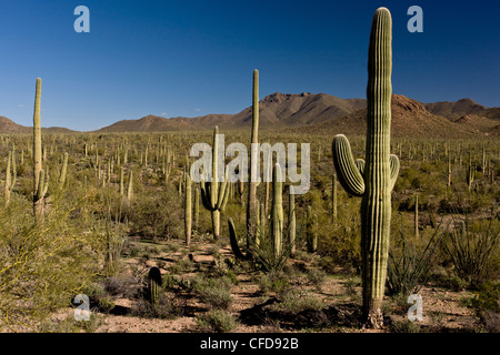 Saguaro, cactus géants, Carnegiea gigantea dans Saguaro National Park (ouest), Arizona, USA Banque D'Images