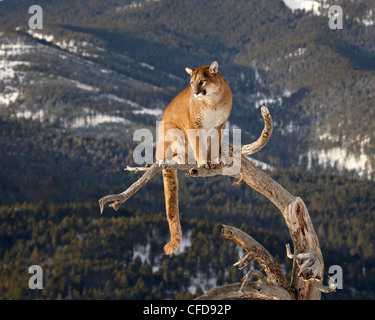 Mountain Lion (Cougar) (Felis concolor) dans un arbre dans la neige, en captivité, près de Bozeman, Montana, États-Unis d'Amérique Banque D'Images