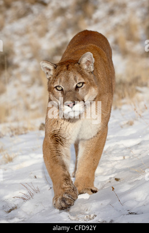 Mountain Lion (Cougar) (Felis concolor) dans la neige, en captivité, près de Bozeman, Montana, États-Unis d'Amérique Banque D'Images